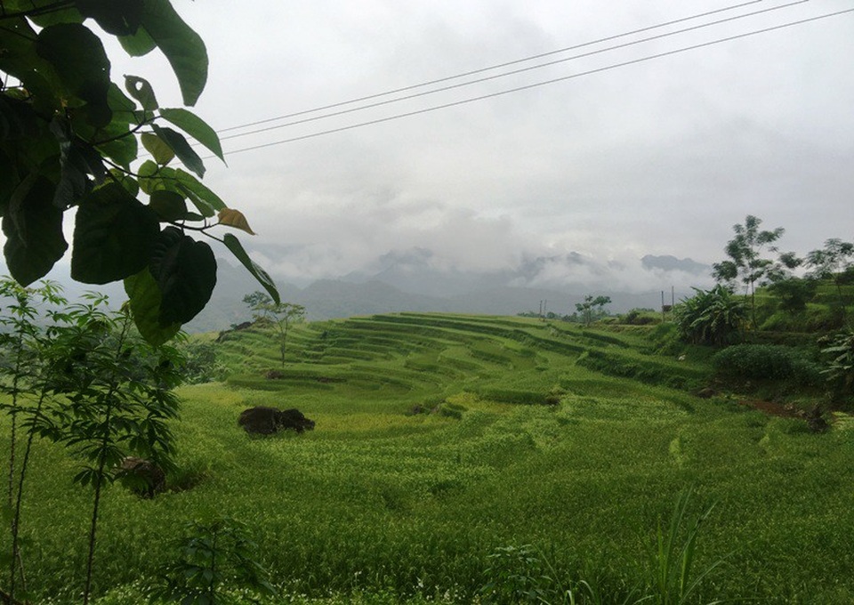 Khám phá tour du lịch cộng đồng nơi “thiên đường giữa đại ngàn” - 5 Những ruộng lúa bậc thang xanh ngút ngàn.