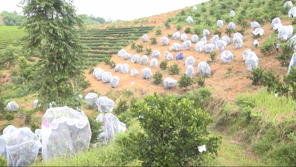 Nghệ An: Sâu, bọ cũng phải phát "khóc" với cam “mắc màn” - 2 Nghệ An: Sâu, bọ cũng phải phát "khóc" với cam “mắc màn” - 2