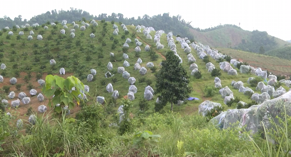 Nghệ An: Sâu, bọ cũng phải phát "khóc" với cam “mắc màn” - 7 Nghệ An: Sâu, bọ cũng phải phát "khóc" với cam “mắc màn” - 7
