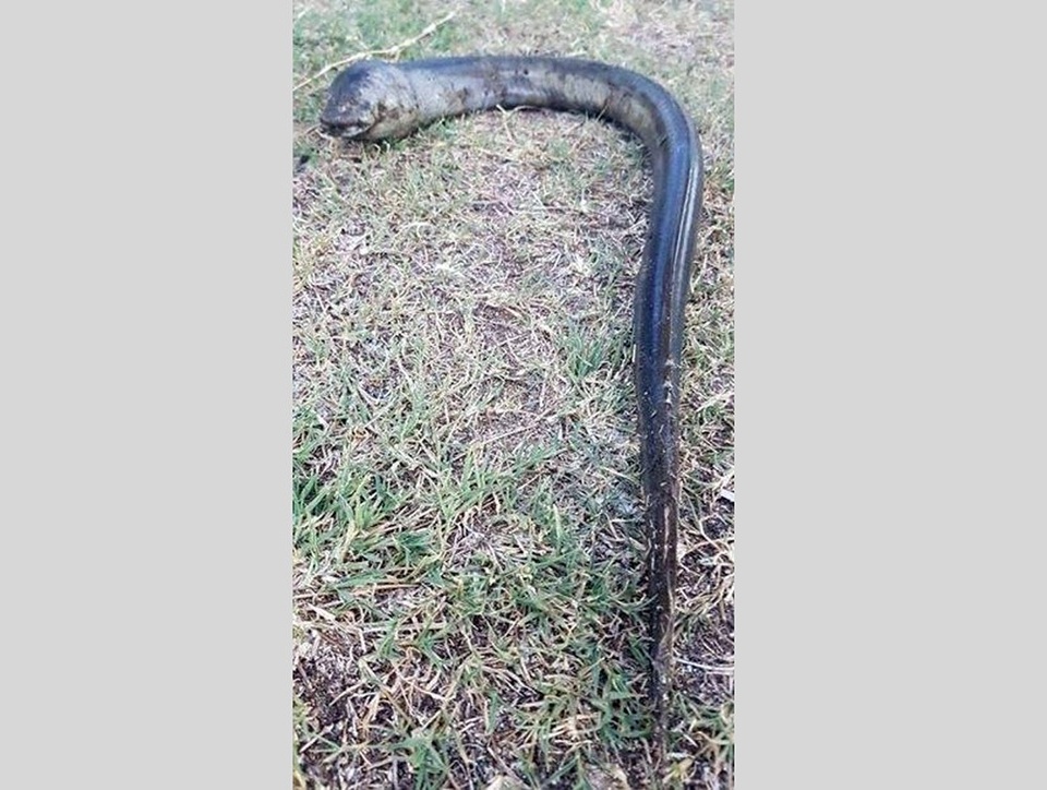 Sinh vật kì lạ xuất hiện tại Argentina khiến cư dân địa phương xôn xao.