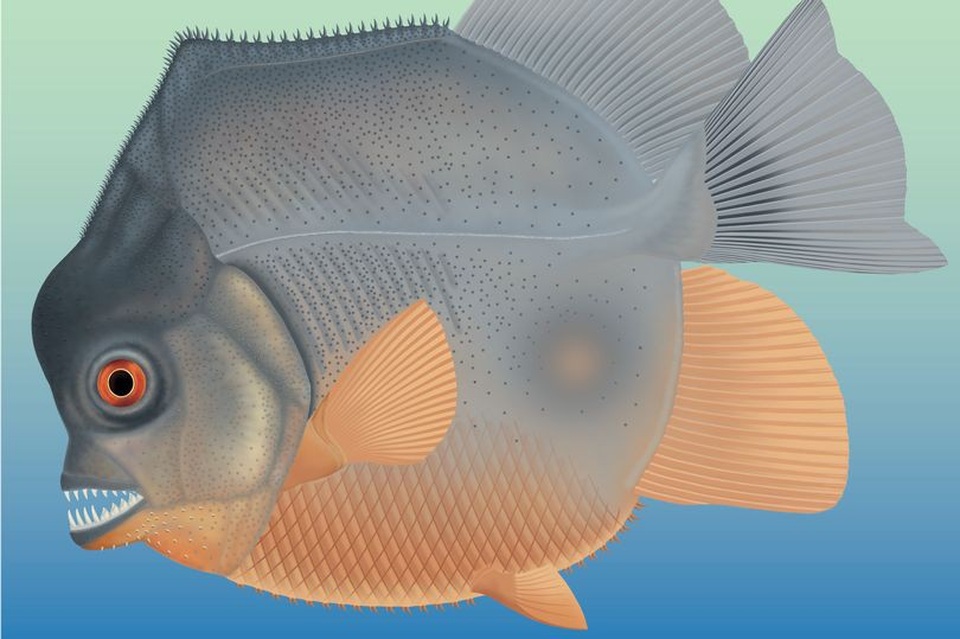 Sinh vật giống cá piranha 150 triệu năm trước dùng răng nanh ăn thịt con mồi - 1 Sinh vật giống cá piranha 150 triệu năm trước dùng răng nanh ăn thịt con mồi - 1
