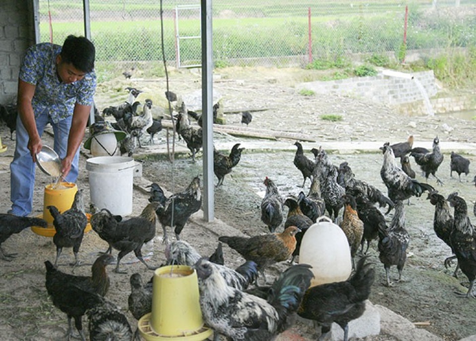 Cất bằng đại học kiến trúc về núi nuôi gà đen, thu 400 triệu đồng/năm - 1 Mỗi ngày anh Linh cho đàn gà đen ăn 3 bữa, để đảm bảo đầy đủ chất dinh dưỡng cho đàn gà phát triển.