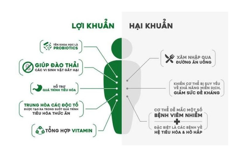 Giúp đường tiêu hóa khỏe mạnh nhờ bào tử lợi khuẩn - 1
Phân biệt lợi khuẩn và hại khuẩn trong cơ thể người