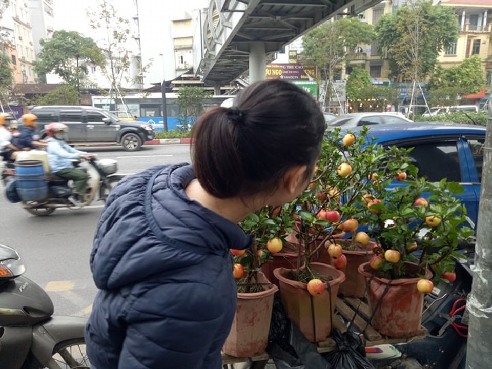300 nghìn đồng/ chậu, táo cảnh bonsai “khuynh đảo” thị trường 20/10 - 9 300 nghìn đồng/ chậu, táo cảnh bonsai “khuynh đảo” thị trường 20/10 - 9