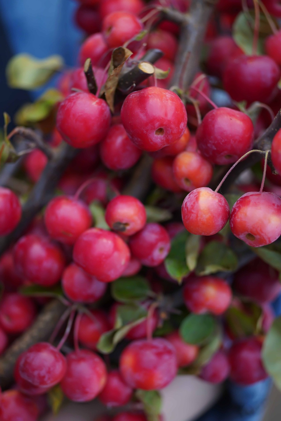 Thị trường 20/10: Nhiều hoa độc lạ, "giá chát" vẫn “cháy” hàng - 10 Táo chùm Apple branch Red Sentinel (Box) là loại quà tặng lần đầu tiên có mặt ở Việt Nam. Giá của chúng khoảng 500.000 đồng/cành với hàng trăm quả táo nhỏ.