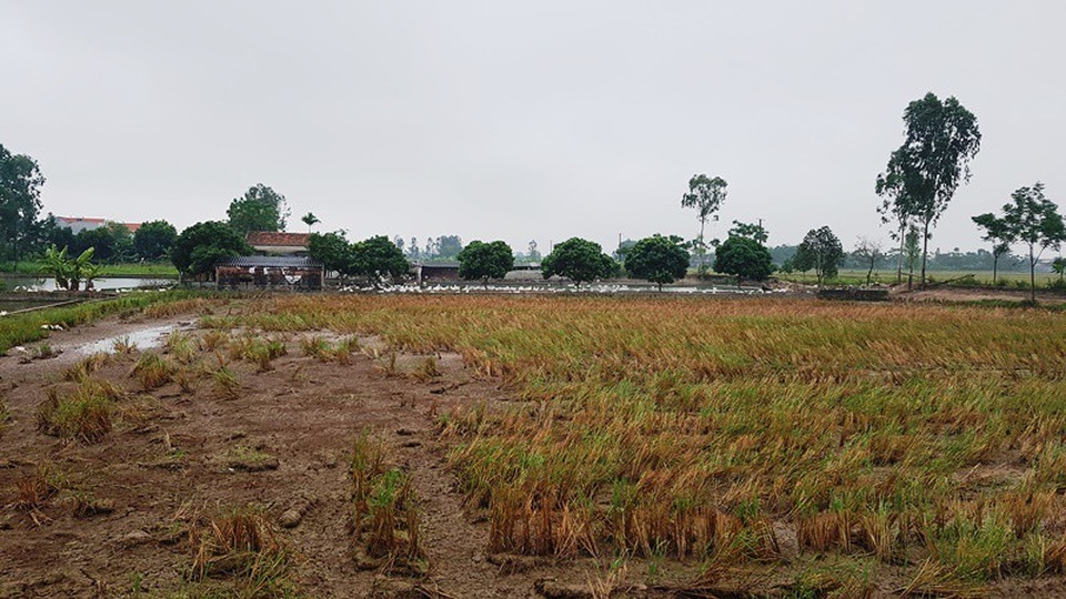 Dự án nuôi trồng thủy sản gần 12 tỷ đồng bỏ hoang hơn 10 năm - 6
Đến nay Khu nuôi trồng thủy sản này đã bị loại bỏ ra ngoài vùng quy hoạch thủy sản của tỉnh Hà Nam.