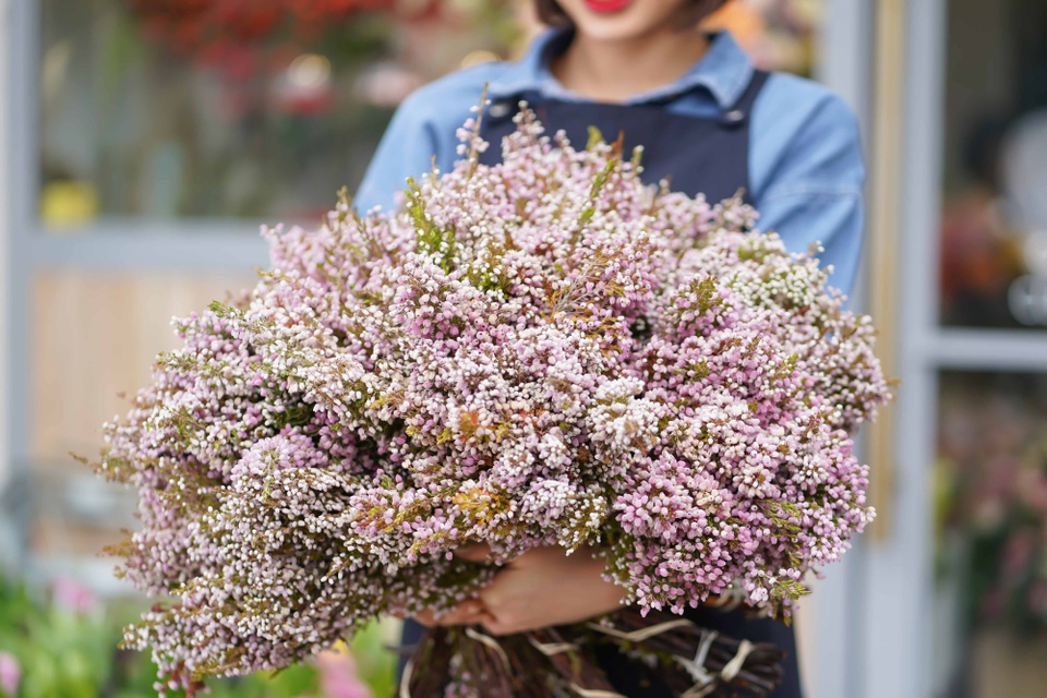 Thị trường 20/10: Nhiều hoa độc lạ, "giá chát" vẫn “cháy” hàng - 3 Một loài hoa khác cũng có xuất xứ Hà Lan là hoa Erica
