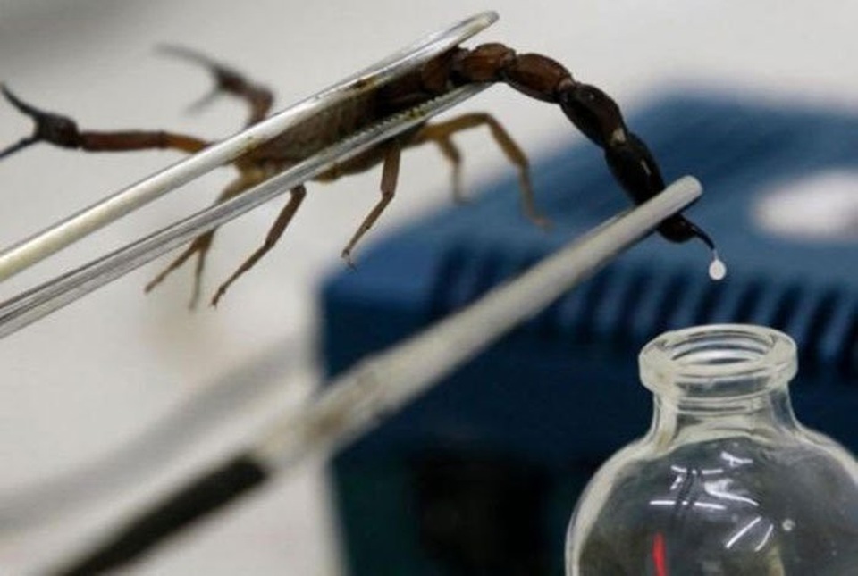 
Nọc độc bọ cạp tử thần là chất lỏng đắt nhất thế giới.
