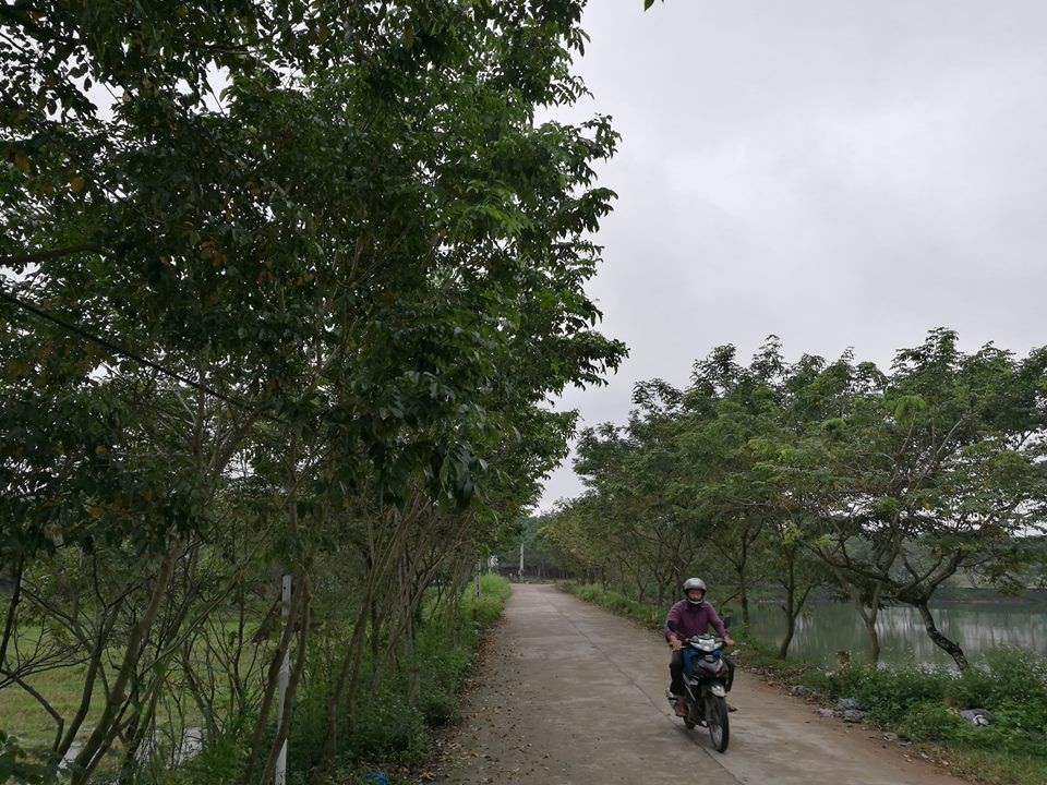 Thủ phủ sưa đỏ: Cả làng xây biệt thự, đua nhau sắm ô tô - 2
Khắp đường làng, bờ ao, vườn tược trong thôn Làng Chanh đều được tận dụng để trồng sưa