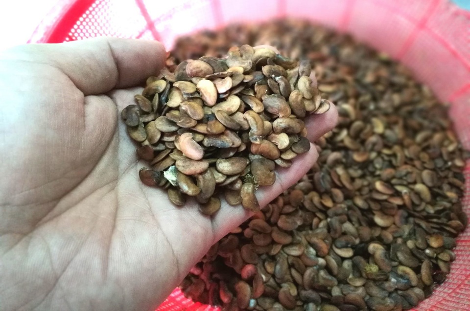 Thủ phủ sưa đỏ: Cả làng xây biệt thự, đua nhau sắm ô tô - 3
Thời điểm “sốt” giá, người ta bán cả 10 triệu/kg hạt sưa giống