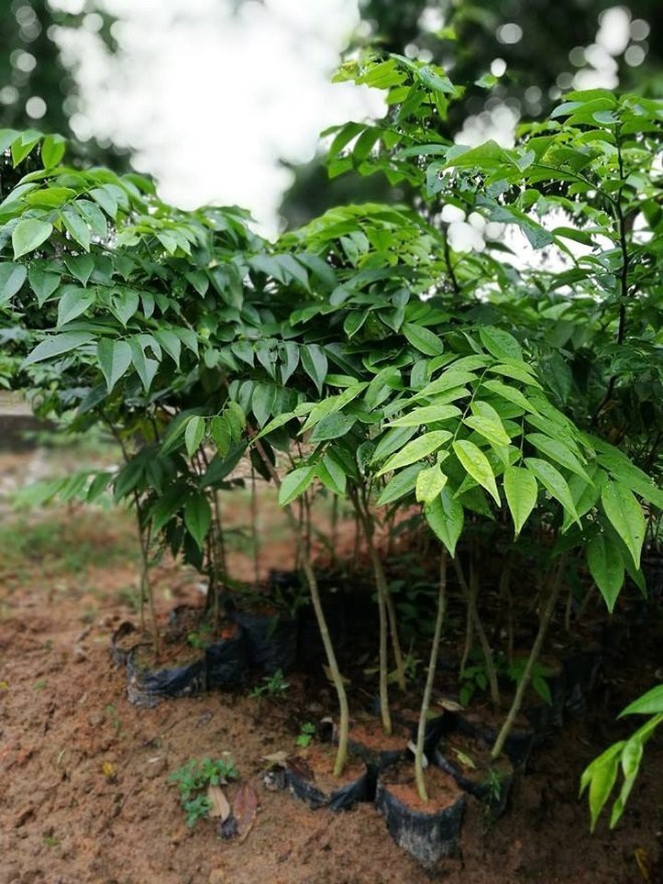 Thủ phủ sưa đỏ: Cả làng xây biệt thự, đua nhau sắm ô tô - 4
Thời điểm “sốt” giá, người ta bán cả 10 triệu/kg hạt sưa giống