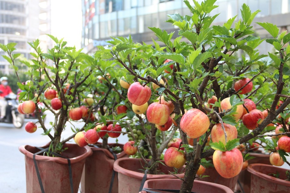 300 nghìn đồng/ chậu, táo cảnh bonsai “khuynh đảo” thị trường 20/10 - 6 Dù được trồng trong chậu nhưng những cây táo bonsai vẫn xanh tốt và sai trái.
