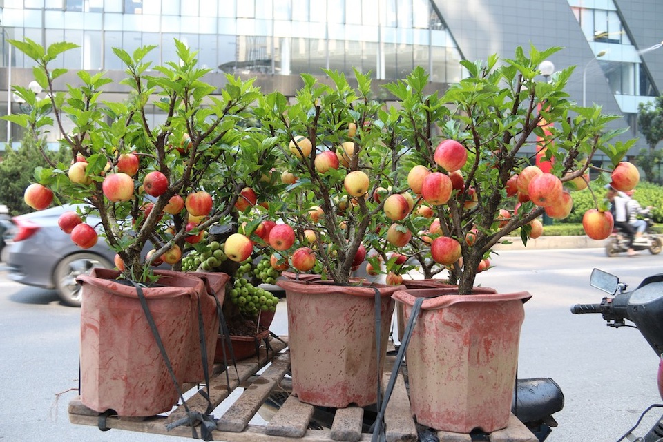 300 nghìn đồng/ chậu, táo cảnh bonsai “khuynh đảo” thị trường 20/10 - 1 Táo cảnh bonsai được bày bán tại nhiều tuyến phố Hà Nội dịp 20/10