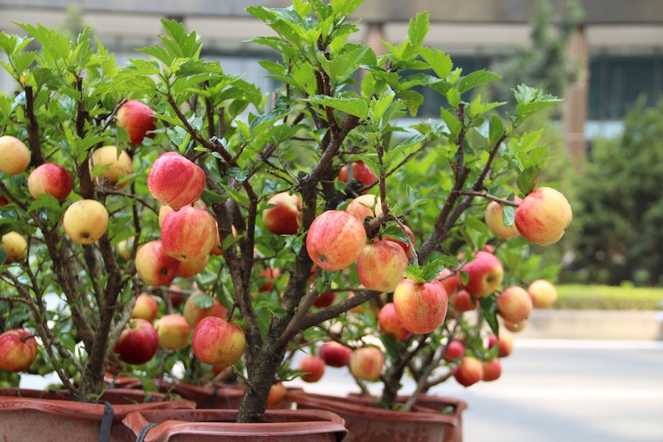 300 nghìn đồng/ chậu, táo cảnh bonsai “khuynh đảo” thị trường 20/10 - 2 Mỗi cây táo cao từ 60-80cm, phần ngọn cây sai trĩu trịt quả.