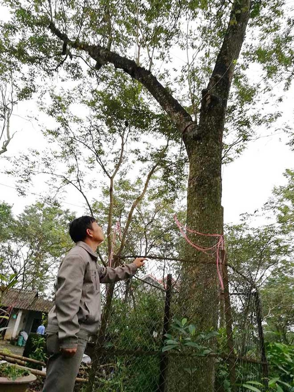 Người giữ cây sưa tổ giá bạc tỷ ở "thủ phủ" sưa đỏ miền Bắc - 1
Ông Lăng Văn Bắc bên cây “sưa tổ” của gia đình