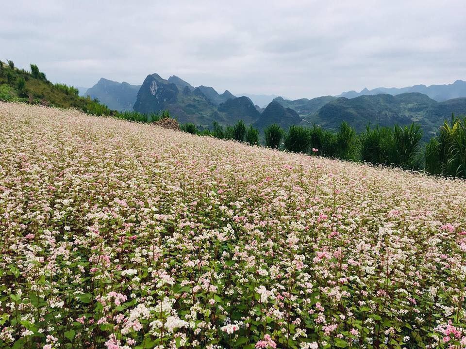 Điểm ngắm hoa tam giác mạch ở Hà Giang nhất định phải khám phá tháng 10 này - 1 Hoa tam giác mạch ở Hà Giang mọc thành cánh đồng trải dài bên các sườn núi, thung lũng. Ảnh: FB hoa tam giác mạch Hà Giang
