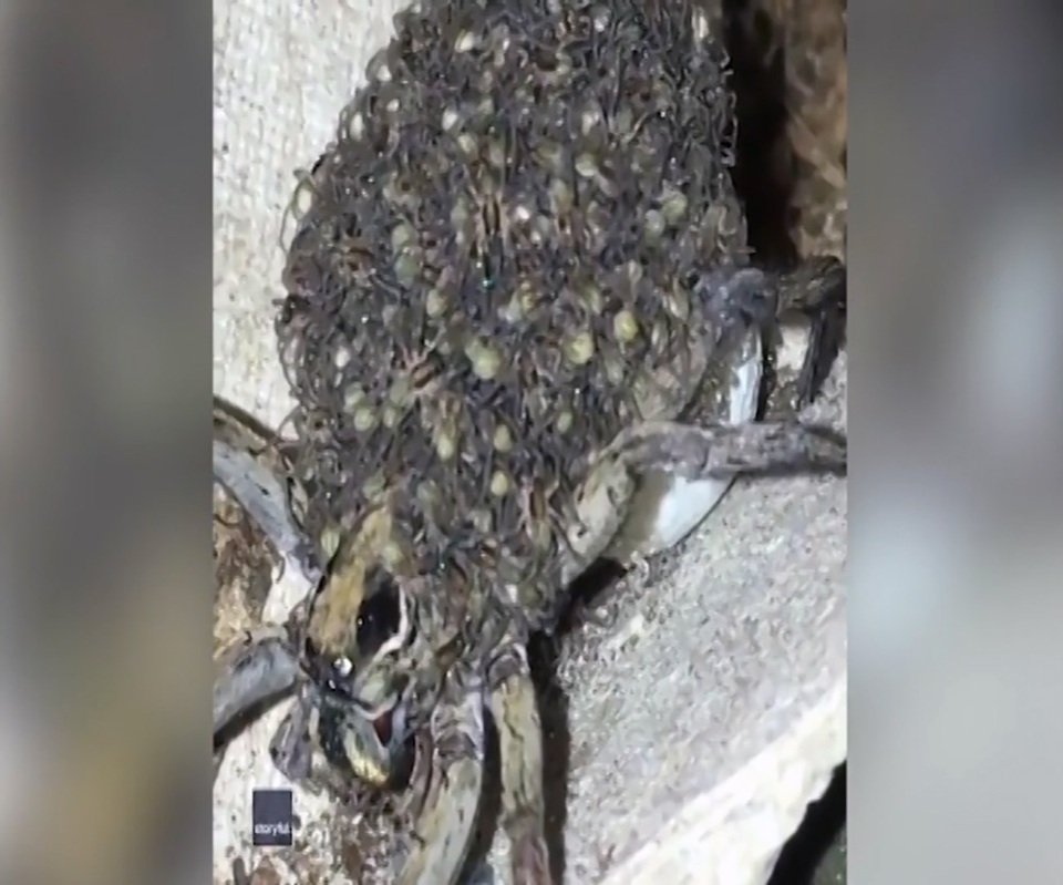 Đàn nhện con nhung nhúc trên lưng nhện sói mẹ khiến nhiều người không khỏi rùng mình.