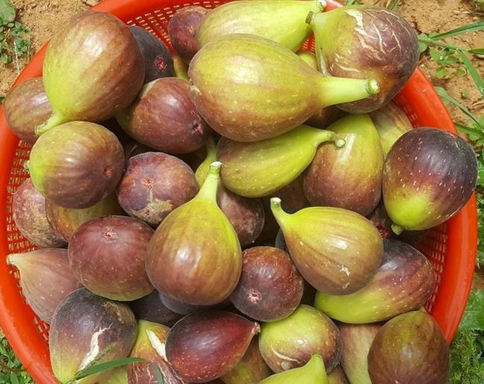 Kỳ lạ hạt bí 6 triệu, khoai lang nửa triệu đồng chị em chia nhau... ăn dè - 6 Sung Mỹ được nhiều người đặt mua dù giá đắt đỏ, tới 350.000 đồng/kg