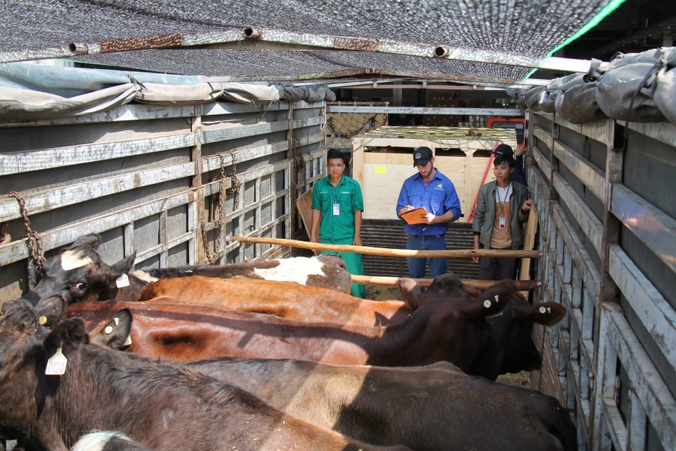 200 cô bò sữa hữu cơ "cưỡi" máy bay từ Úc về Việt Nam - 4 Chuyên gia giám sát từ Úc kiểm tra và hoàn tất các thủ tục giao bò.