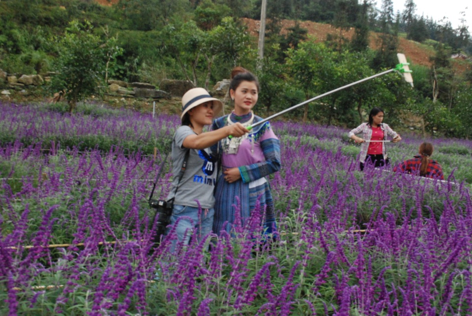
Cánh đồng hoa Oải hương do Công ty dịch vụ du lịch Việt Tú ( tỉnh Lào Cai) nhập hạt giống từ nước ngoài mang về gieo trồng nở hoa thành công ở&nbsp; Khu du lịch sinh thái Thung lũng hoa Bắc Hà.
