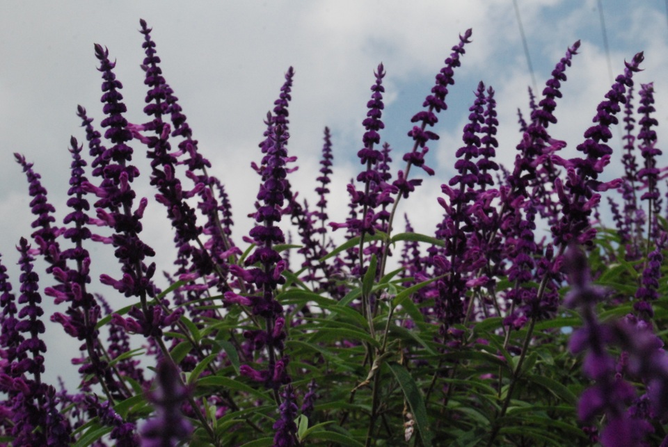 
Phong cảnh hoa Oải hương nở tuyệt đẹp như châu Âu.
