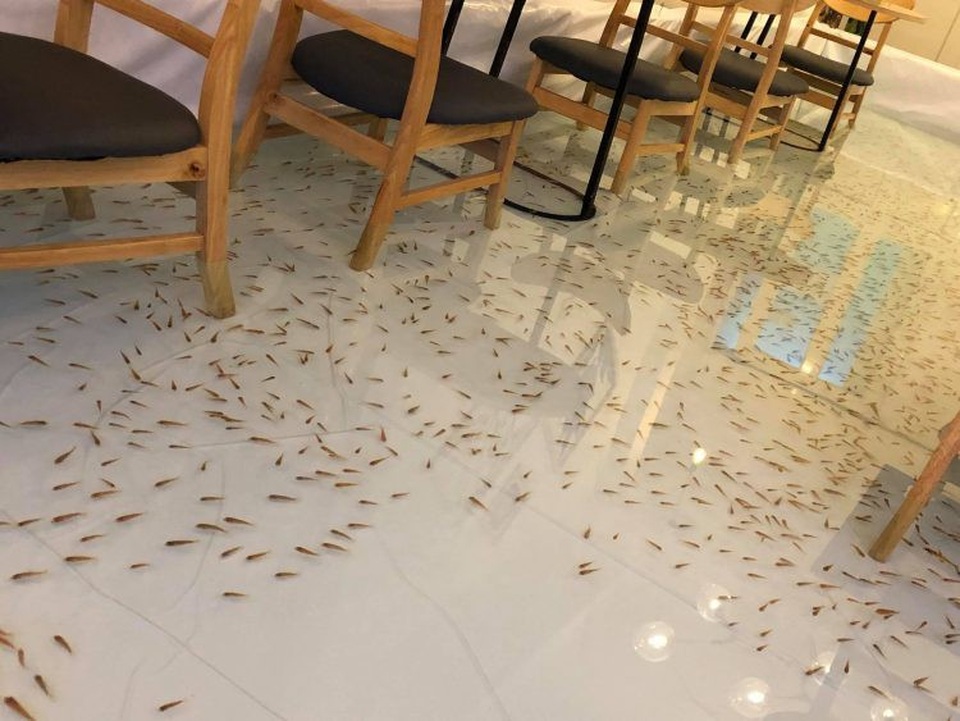 Báo nước ngoài giới thiệu quán cafe độc lạ cho cá bơi dưới chân ở Việt Nam - 2 Ở tầng 1, quán sử dụng những con cá nhỏ