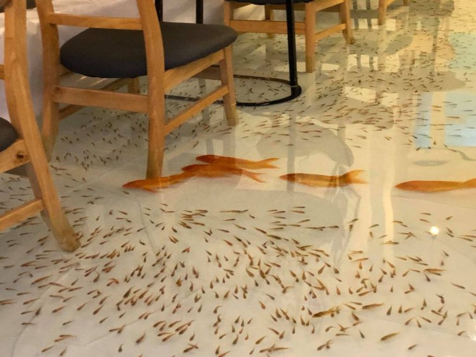 Báo nước ngoài giới thiệu quán cafe độc lạ cho cá bơi dưới chân ở Việt Nam - 1 Quán cafe cá độc lạ của Việt Nam trên báo nước ngoài