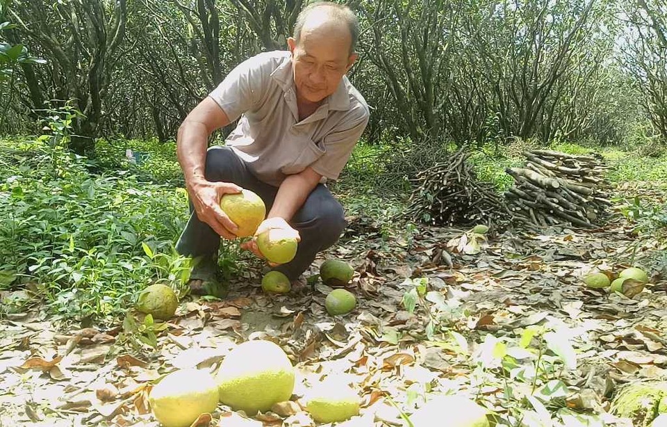 Người trồng bưởi khóc ròng vì giá xuống còn... 1.000 đồng/kg - 1 Sau đợt triều cường lịch sử vừa qua, giá bưởi năm roi ở Mỹ Hòa còn 1000đ/kg