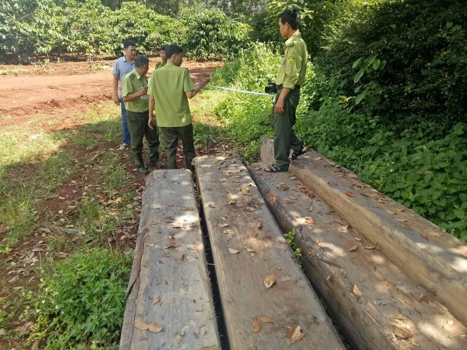 Cơ quan chức năng tiến hành kiểm đếm số gỗ không rõ nguồn gốc