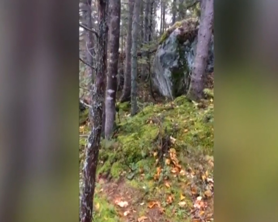 Hình ảnh “khu rừng biết thở” ở Canada đang khiến cư dân mạng xôn xao.