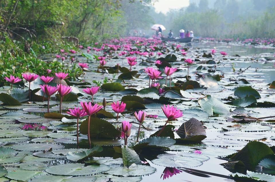 Độc đáo dòng suối hồng nhuộm kín hoa súng ngay gần Hà Nội - 1 Thời điểm tháng 10-11 dòng suối Yến rực đỏ hoa súng nở. Ảnh: Dai Thuong Hai