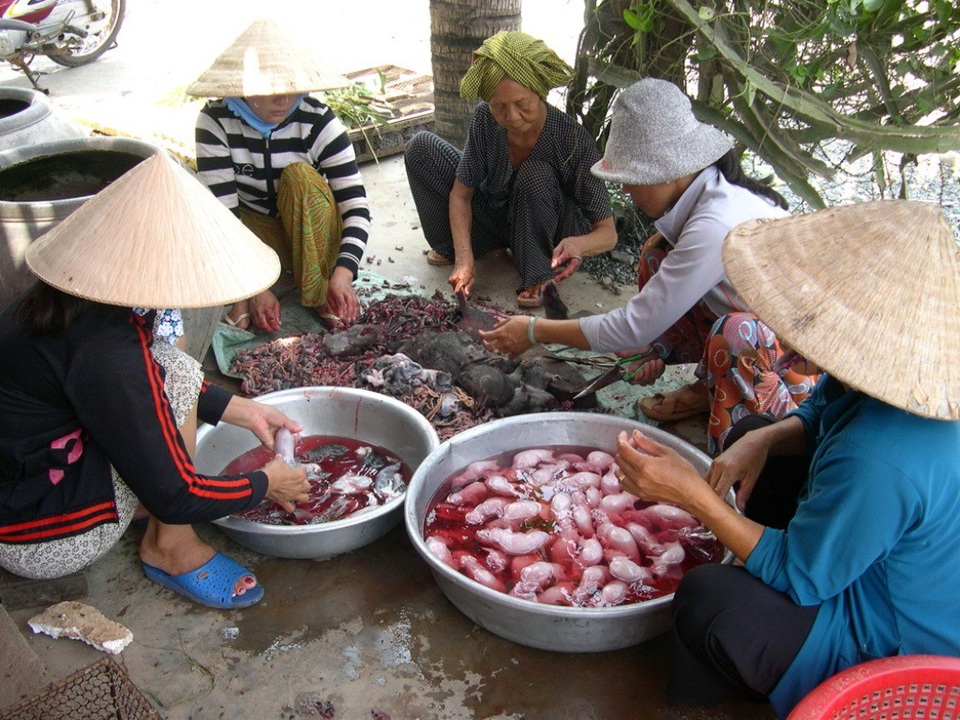 Đi bắt chuột đồng mùa nước nổi - 20
Thường thì những người phụ nữ phụ trách việc làm chuột