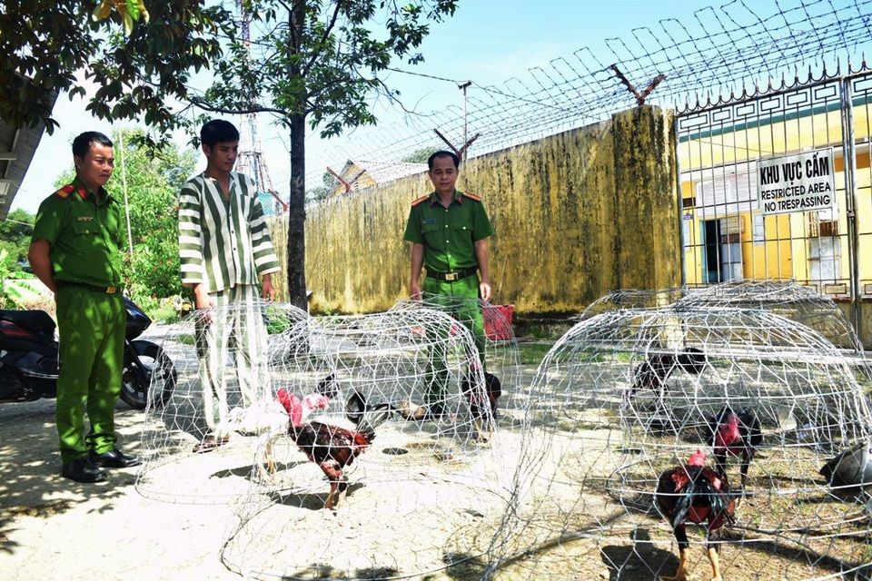 Bắt 54 đối tượng sát phạt tại sới gà trên khu đất vắng - 1 Bắt 54 đối tượng sát phạt tại sới gà trên khu đất vắng - 1
