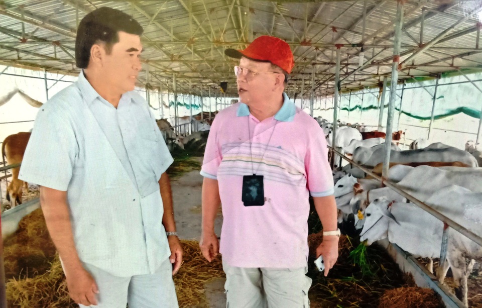 Nuôi bò, trồng chuối trên đất phèn, lão nông đều đặn thu lời 5 tỷ đồng mỗi năm - 3 Hiện nay, mỗi năm ông Sáu Đức cung cấp cho thị trường hàng trăm con bò giống chất lượng cao