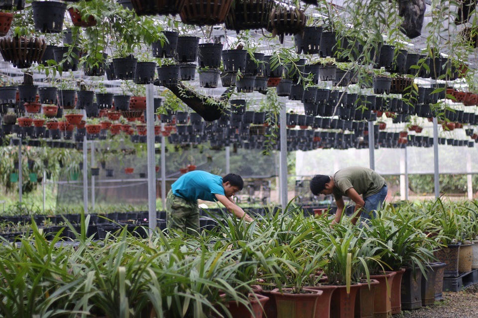 Vườn lan bạc tỷ của ông “vua chơi hoa” ở Hà Nội - 1 Một góc nhỏ tại vườn lan rộng 4000m2 của anh Tấn