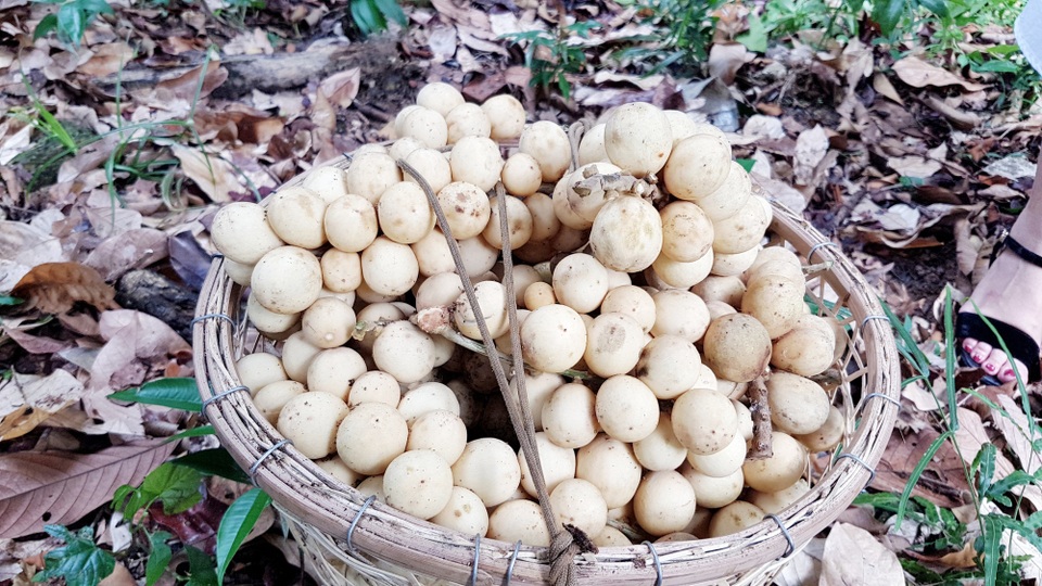 Quảng Nam: Về Tiên Phước thưởng thức lòn bon tận vườn - 3 Những giỏ lòn bon nặng trĩu vừa thu hoạch xong