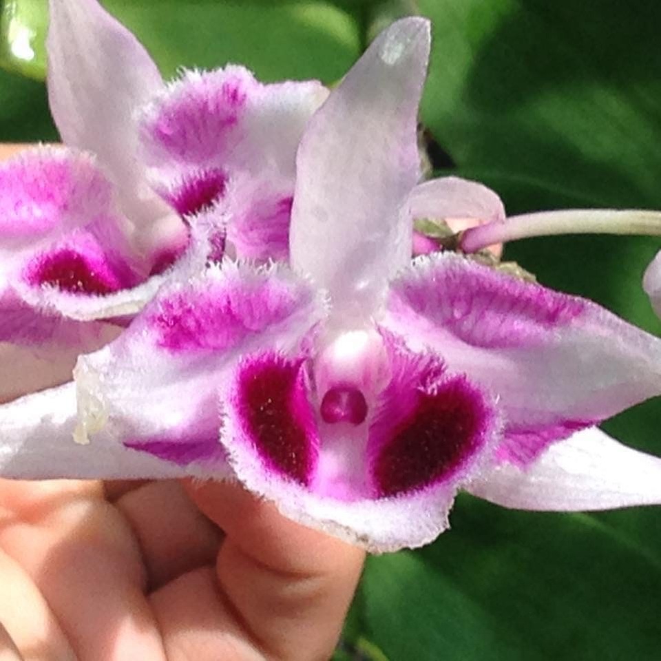 Vườn lan bạc tỷ của ông “vua chơi hoa” ở Hà Nội - 4 Lục nhãn kiều hoa với 3 cánh màu sắc độc đáo, hiếm có cũng có giá trị lên tới vài tỷ đồng.