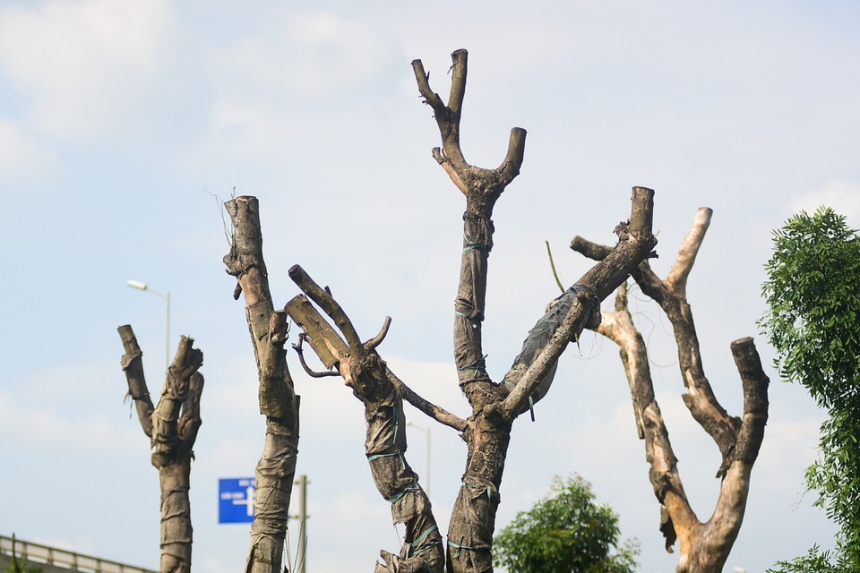 Hà Nội: Xà cừ chết khô ở điểm tập kết sau khi đánh chuyển - 6
Số lượng cây có dấu hiệu đã chết chiếm khoảng 30 - 40% tổng số cây tại điểm tập kết.