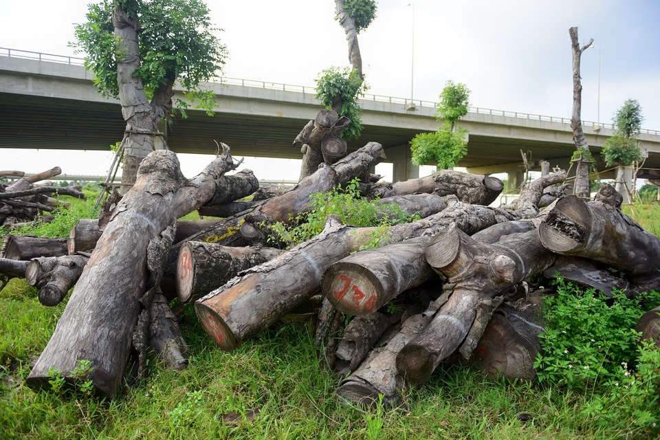 Hà Nội: Xà cừ chết khô ở điểm tập kết sau khi đánh chuyển - 11 Hà Nội: Xà cừ chết khô ở điểm tập kết sau khi đánh chuyển - 11