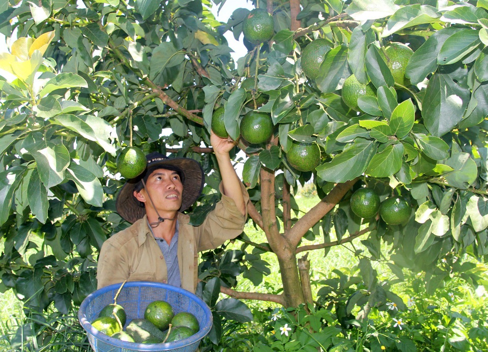 Đắk Nông: Kỹ sư xây dựng bỏ việc lên núi, thu tiền tỷ nhờ trồng bơ sạch - 1 Vườn bơ sạch sai trĩu quả của chàng thanh niên quê Quảng Ngãi