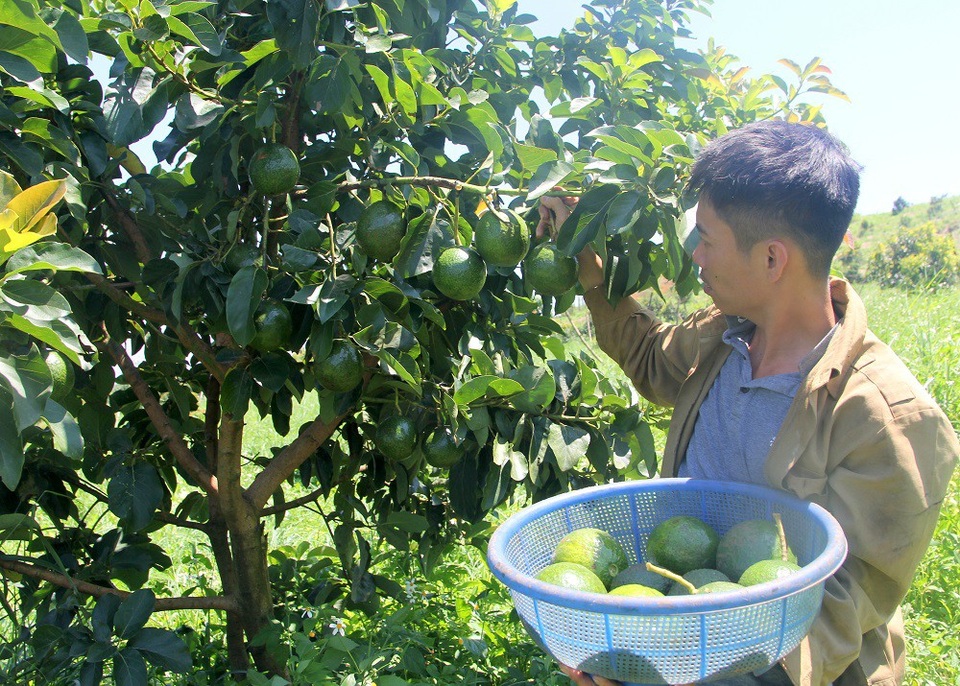Đắk Nông: Kỹ sư xây dựng bỏ việc lên núi, thu tiền tỷ nhờ trồng bơ sạch - 2 Đây là thành quả sau hơn 3 năm quyết định đi làm nông nghiệp sạch của nam kỹ sư xây dựng
