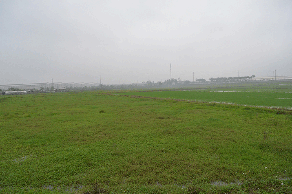 Nghịch lí… những cánh đồng không còn nông dân - 1
Những cánh đồng hoang đang xuất hiện ngày càng nhiều. Ảnh: Nam Dương