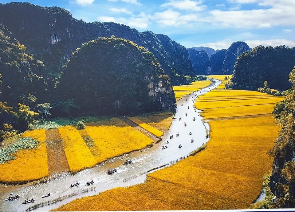 Ấn tượng triển lãm “Qua những miền di sản” - 6 Vẻ tuyệt đẹp về cánh đồng lúa chín vàng như dải lụa ở Tam Cốc (Ninh Bình)