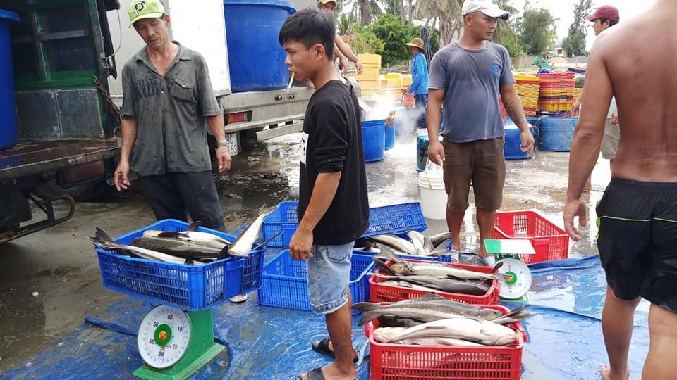 Khốn đốn vì cá bớp bất ngờ chết hàng loạt ở Bắc Vân Phong - 1 Người dân ở Bắc Vân Phong (Khánh Hòa) thu hoạch cá bớp chết bán hàng loạt những ngày qua