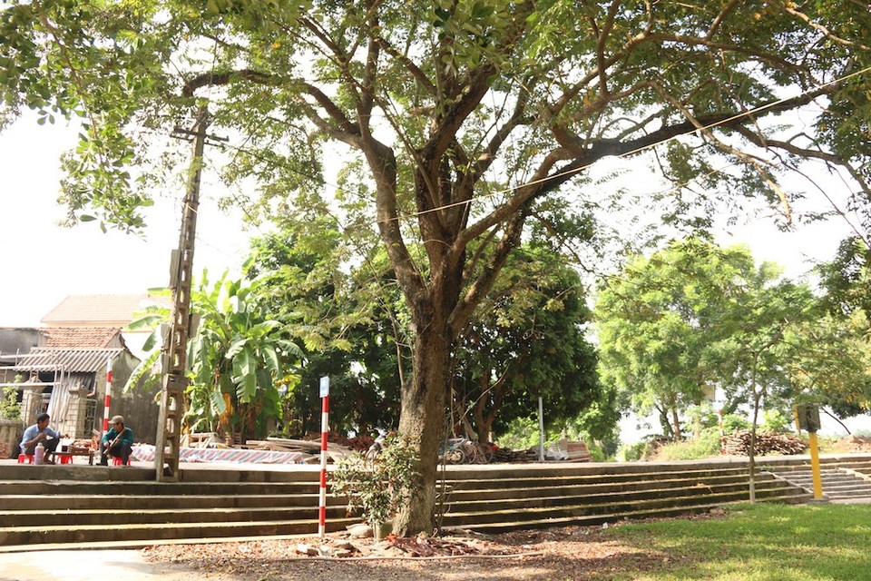 Công an xã lập chốt bảo vệ 3 cây sưa trăm tuổi ở Hà Nội - 1
Đình Quán Giá (Yên Sở, huyện Hoài Đức, TP.Hà Nội) có 3 cây sưa hàng trăm năm tuổi. Thời điểm sốt gỗ sữa, thương lái đã từng trả giá trên 60 tỷ đồng cho một cây to nhất. Tuy nhiên, việc mua bán không được thực hiện do chưa có sự đồng ý của cơ quan chức năng.