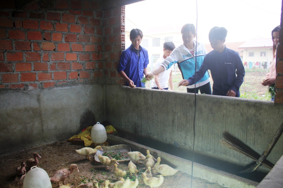 Mô hình bán trú vùng cao: Dạy chữ, dạy kỹ năng sống cho các em - 2
Các em chăm sóc heo, vịt nhằm cải thiện bữa ăn, Tết đến được mang về cho gia đình ăn Tết.