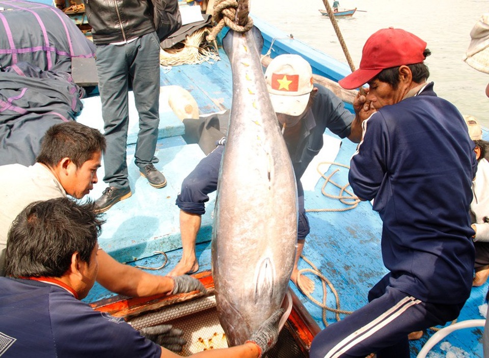 Tình hình an ninh, trật tự tại Cảng cá Quy Nhơn diễn biến phức tạp, ảnh hưởng đến hoạt động sản xuất - kinh doanh của ngư dân.