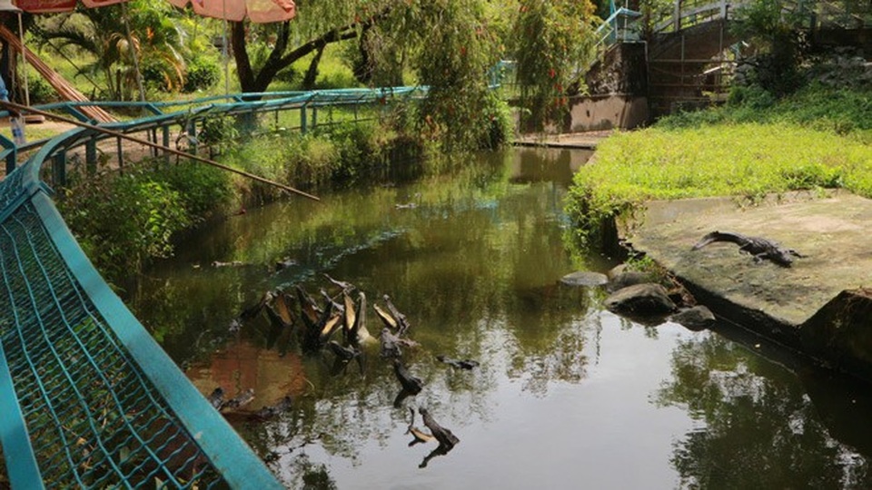 Ghé An Giang mùa nước nổi đẹp mê hồn, thưởng thức món gà đốt trứ danh - 30 Hoạt động giải trí tại đồi Tức Dụp - cho cá sấu ăn