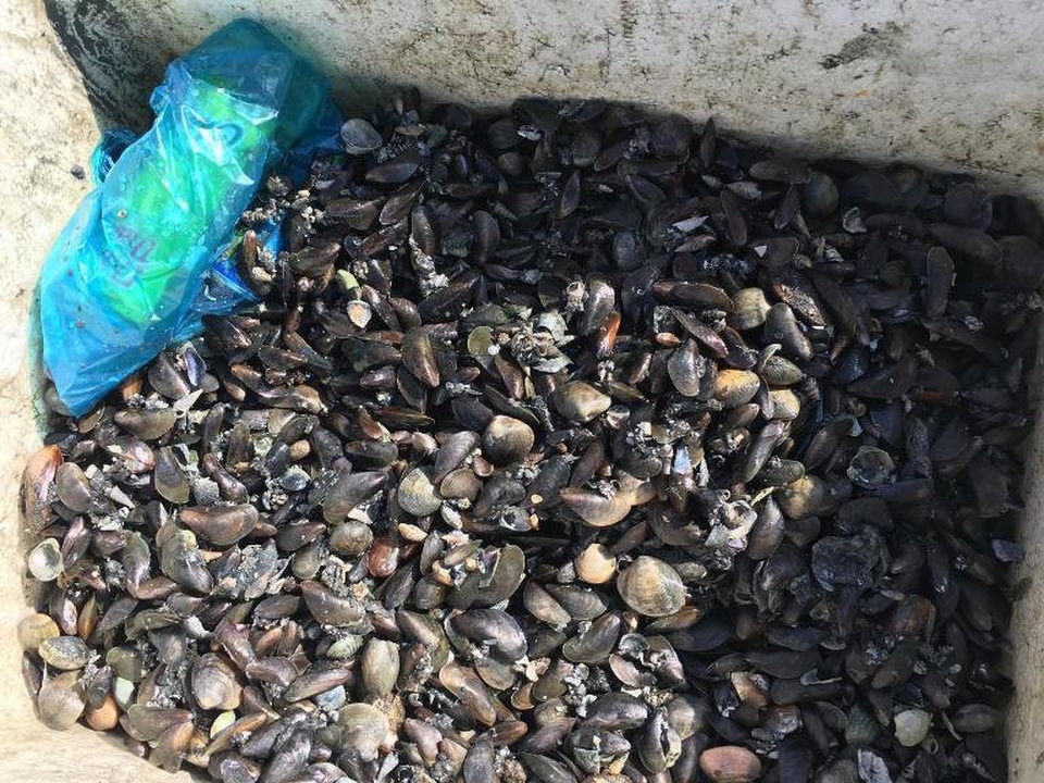 Săn đặc sản vẹm trên biển, ngư dân thu tiền triệu/ngày - 4 Nhiều người dân địa phương có thêm thu nhập khá từ nghề nhặt vẹm này