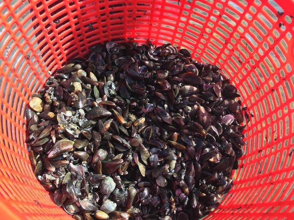 Săn đặc sản vẹm trên biển, ngư dân thu tiền triệu/ngày - 1 Vẹm đất xuất hiện tại đầm Thủy Triều(huyện Cam Lâm) khoảng 2 tháng nay.